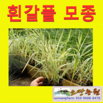 (D소망)신품종 그라스(흰갈풀)(포트) 7그루