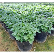 [이삽저삽]국화모종(6개/6치포트)큰포트 국화꽃 큰모종 가을 개화꽃 다년생 가을 소국 식용꽃/ 분홍 노랑 (색상선택), 분홍3개+노랑3개