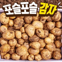 국내산 감자 햇 수미감자 5kg 알감자 찜용 반찬용, 햇감자 특 -5kg