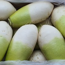 산지직송 제주도 월동무 무우 5kg 10kg 20kg 혀니러쉬, 06_월동무(중)20kg, 1개