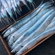 진짜제주 오늘잡은 당일바리 100% 제주 생물 갈치 동문시장 산지직송, 250g내외7마리, 1박스