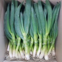 국내산 파모든 대파 깐대파 3kg (특), 단일상품(상품명참조)