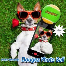 강아지 도우즈 사진 찍기 촬영 시선 잡기 셀카