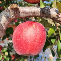 예천사과 황정산사과 5kg 20-24과 은풍사과 피크닉사과 회룡포사과, 1박스, 상세페이지 참조
