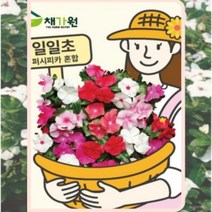 일일초(퍼시피카) 20립 /씨앗 고급꽃씨 꽃밭만들기 조경가꾸기 화단꾸미기 정원꽃 정원가꾸기