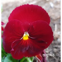 꽃씨앗 팬지 자주 (20립) -일년초 종자씨앗 야생화 씨앗모음