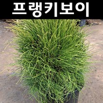 프랭키보이 나무 묘목 삽목2년 뿌리묘 5개/정원/공원/조경수