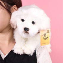 진짜같은 말티즈 강아지인형 25cm 갓샵 동물 애착인형