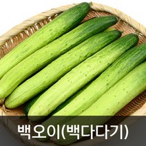 약수농장 백오이(백다다기) 10kg(상) 못난이, 1박스, 10kg