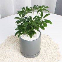 홍콩야자 모던실버 원형화분 11x12사이즈 집에서키우기쉬운 공기정화식물 사기 빈화분