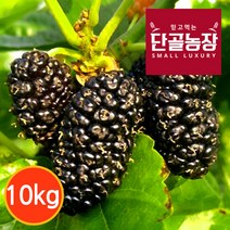 [단골농장] 내장산 토종 오디 생과 정품 10kg (급냉), 단품
