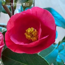제주동백 대륜 동백나무 동백꽃, 화분묘-H0.5, 1개