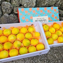 [농장직송] 당도선별 명품 귤 제주 황금향, 1개, 가정용 2.5kg