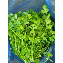 고수 ( Ngo ri) 100g/아시아 농장 송소희, 100g
