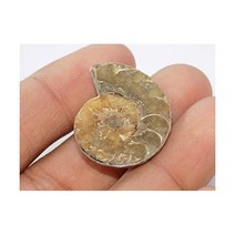 Generic 수석 삼엽충 달팽이 관찰 희귀석 암모나이트 화석