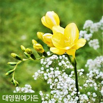 프리지아 구근 6종 (5구) 겹꽃 알뿌리 추식구근, 02. 더블 오렌지 5구