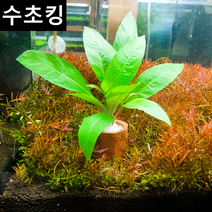 [수초킹] 키우기 쉬운 하이그로필라 라지리프 포트수초 /수초맛집 초보수초 새우놀이터 구피키우기 구피어항 구피 새우 모스 모스볼 수초농장 수초도매 구피수초 구피어항 새우수초 인기수초, 2개