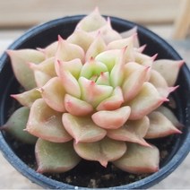 50가지 다육이 [ 취향저격 ], 8번-테슬라, 1개