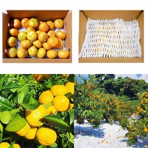 [삼시세끼연구소] 제주도 하우스 귤 감귤 밀감 1kg 2kg 3kg 5kg 고당도 2s 로얄과 꼬마 중과 가정용 조생 비가림, 4.하우스귤5kg, 꼬마(2S 미만)