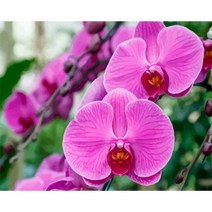 번호 그림 그리기 diy SDOYUNO 숫자로 페인트 난초 꽃 캔버스에 번호로 그리기 유화 아트 DIY HandPainted, 02 992047_07 60x75cm Diy Frame