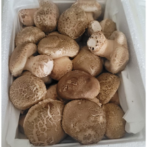 맛있는 산지직송 순천 송화버섯 실속형 1kg 국산 생 버섯 송고 송화고 표고, 1개