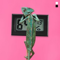 심플 디지털 온습도계 정밀 온도계 반려동물 정확한 개구리 거미 _ 22092786EA, 쿠팡 4번샵 블랙, 쿠팡 4번샵 본상품선택