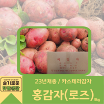 2023년 강원도 카스테라감자 홍감자 씨감자 3kg 보급종 감자씨 + 재배안내장 + 총진싹 세트