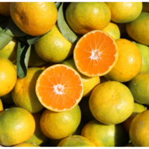 제주직송 제주 조생 노지감귤 5kg, 소중과 5kg, 1박스