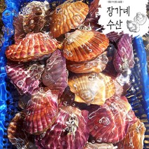 장가네수산 세척 홍가리비 1kg 관자 구이 찜 가리비, 1box