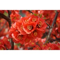 가시없는 명자나무 분묘 찐분홍(SJ)