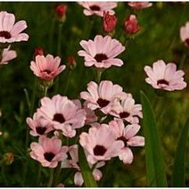 피어나라플라워 야생화 춘절국화 피치 (1set 3포트)