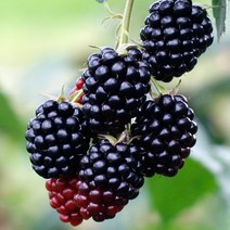 블랙베리복분자 슈퍼복분자 10kg 2023년산