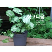 싱고니움