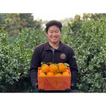 [제직증명] 초신선 한라봉 1월특가(한정수량), 돌담농장 초고당도 특대과 명품선물세트 3KG x 2박스