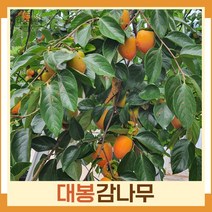 감나무 묘목 대봉(대봉시) 접목1년생 뿌리 특묘 1개