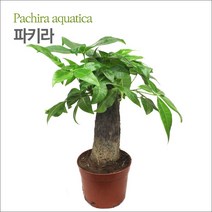 파키라 (수경재배식물 공기정화)