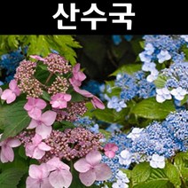 산수국 키30cm 포트 3개/나무 묘목/꽃나무/조경/관상수
