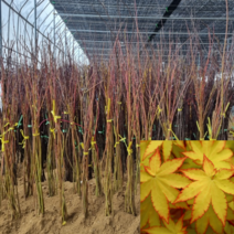 [모든원예조경] 단풍나무 묘목 (접목1년생) 모음 단풍묘목, 황금단풍 특묘