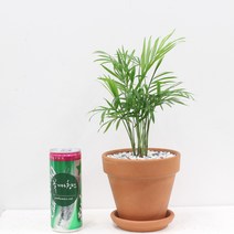 꽃피우는청년 이태리토분 실내공기정화식물, 테이블야자