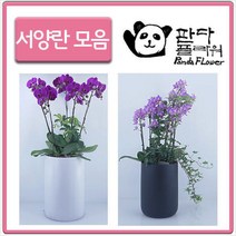 PFA011 축영전 예쁜꽃 난 승진축하 개업식 화분선물, 선물용 서양란, 7.금마(PFA012)