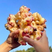[엄지척농산물] 23년 수확 국내산 햇 생강 특상품 1kg~5kg, 생강 5kg 특품, 1개