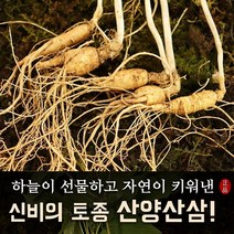 신비의토종 국내산 산양산삼 산양삼 5~6년근 (13-24뿌리내외), 1세트