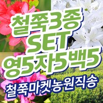 (영산홍5 자산홍5 백철쭉5) 철쭉마켓 철쭉 묘목 꽃 나무 연산홍 백철 베니 정원 마당 조경수 정원수 울타리 키우기 화목류 철죽 농원 꽃나무 울타리, 빨강5 보라5 흰색5 (빨강30-40cm전후))