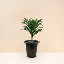 마이플랜트 [마이플랜트]드라세나 콤팩타 공기정화식물 중형 식물키우기 모종, 선택완료, 드라세나 콤팩타