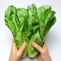 산정마을 국내산 통로메인 로메인 상추, 로메인 2kg 내외