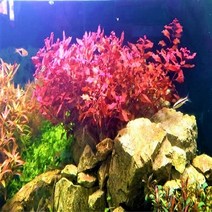 수초하우스) 루드위지아 슈퍼레드, 5줄기