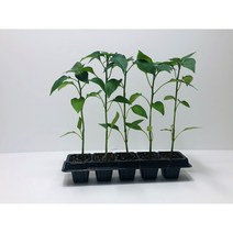 녹광고추접목모종 5개( 규격: 50구 큰 포트)
