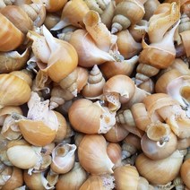 활)주문진 산지직송 살아서 받아보는 백골뱅이 소 1 kg(40-50미내외), 1개, 10kg