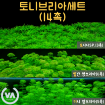 [비바소녀] 모두가 좋아하는 수초 토니브리아 (14촉) 토니나 암브리아 미니암브리아