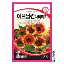 이브닝썬해바라기 30립/ 해바라기씨앗 해바라기씨 꽃씨 화단 꽃밭 정원
